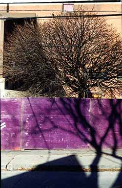 colour image of tree in Junction Toronto